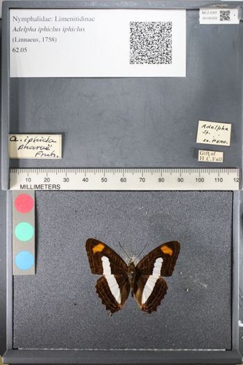 Media type: image;   Entomology 145333